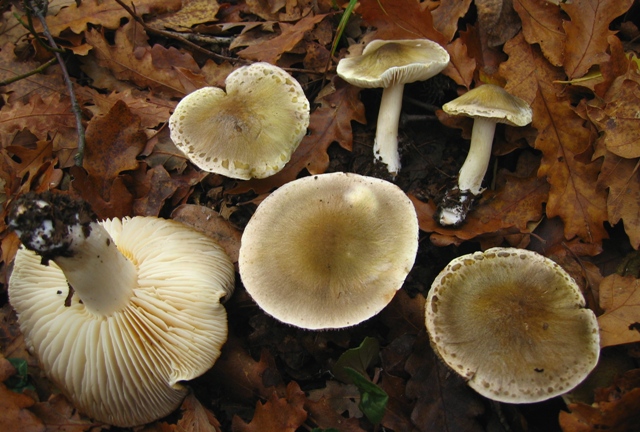 Proposta di studio di Tricholoma saponaceum